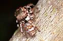 Euryattus_bleekeri_F0743_Z_90_Palmerstone park_Australie